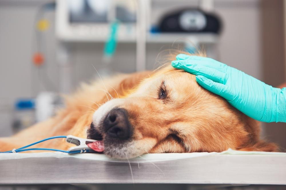 After Hours Vet